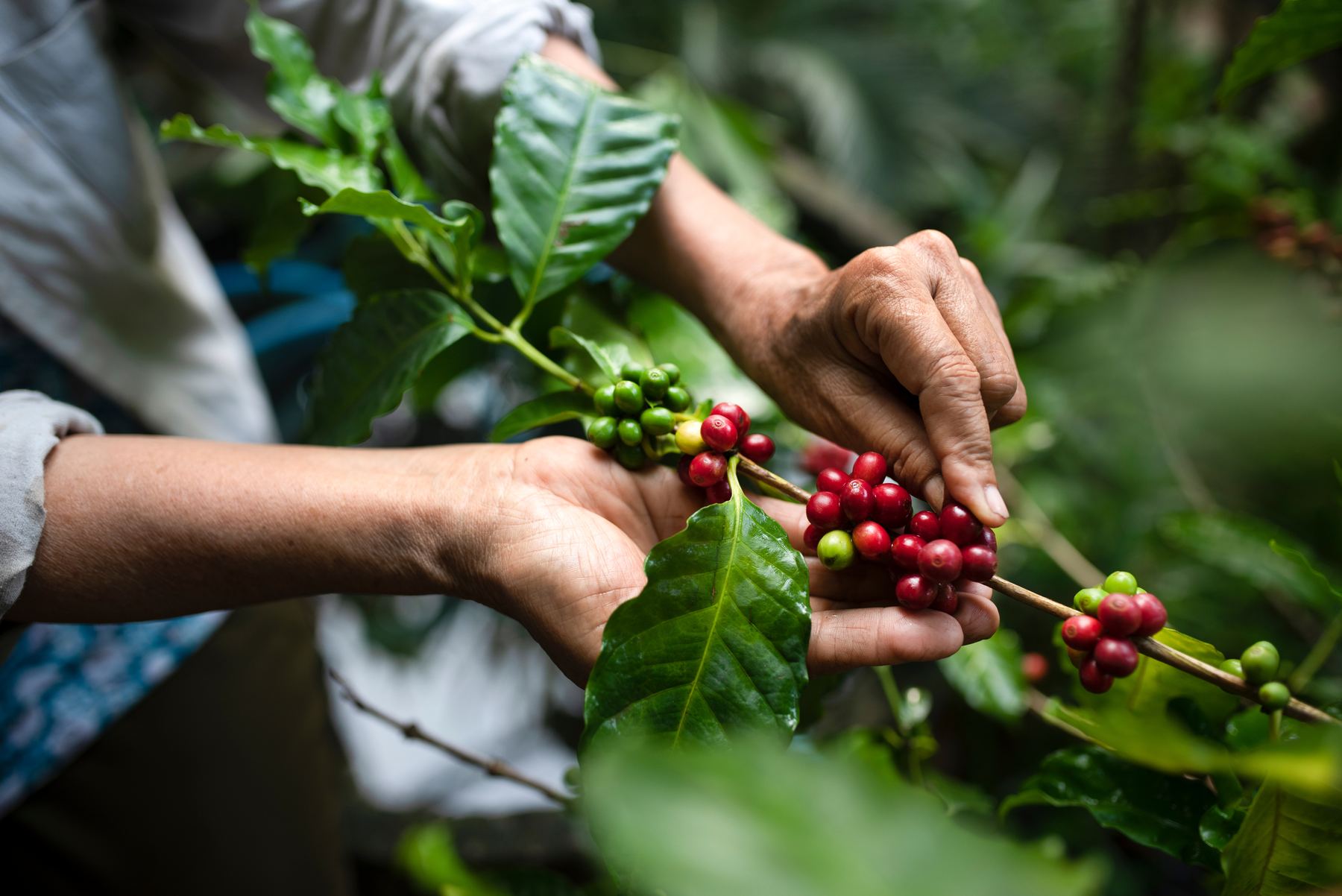 Manos recogiendo granos de café maduros