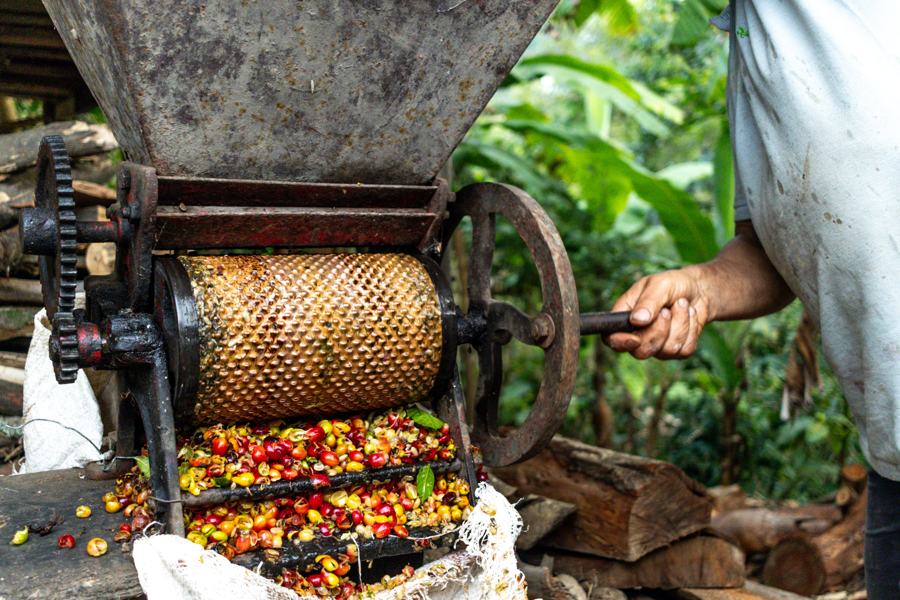 Despulpadora de café con cerezas maduras
